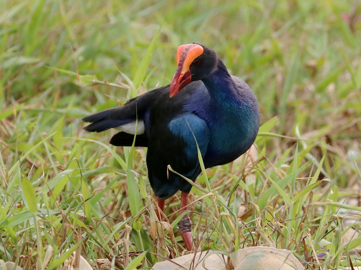 Đã có nhiều ý kiến được đưa ra để giải thích về hình ảnh " con xít" trong bài hát "Trống cơm", trong đó có một quan điểm nhận được sự tán đồng rộng rãi: Con xít chính là chim xít.