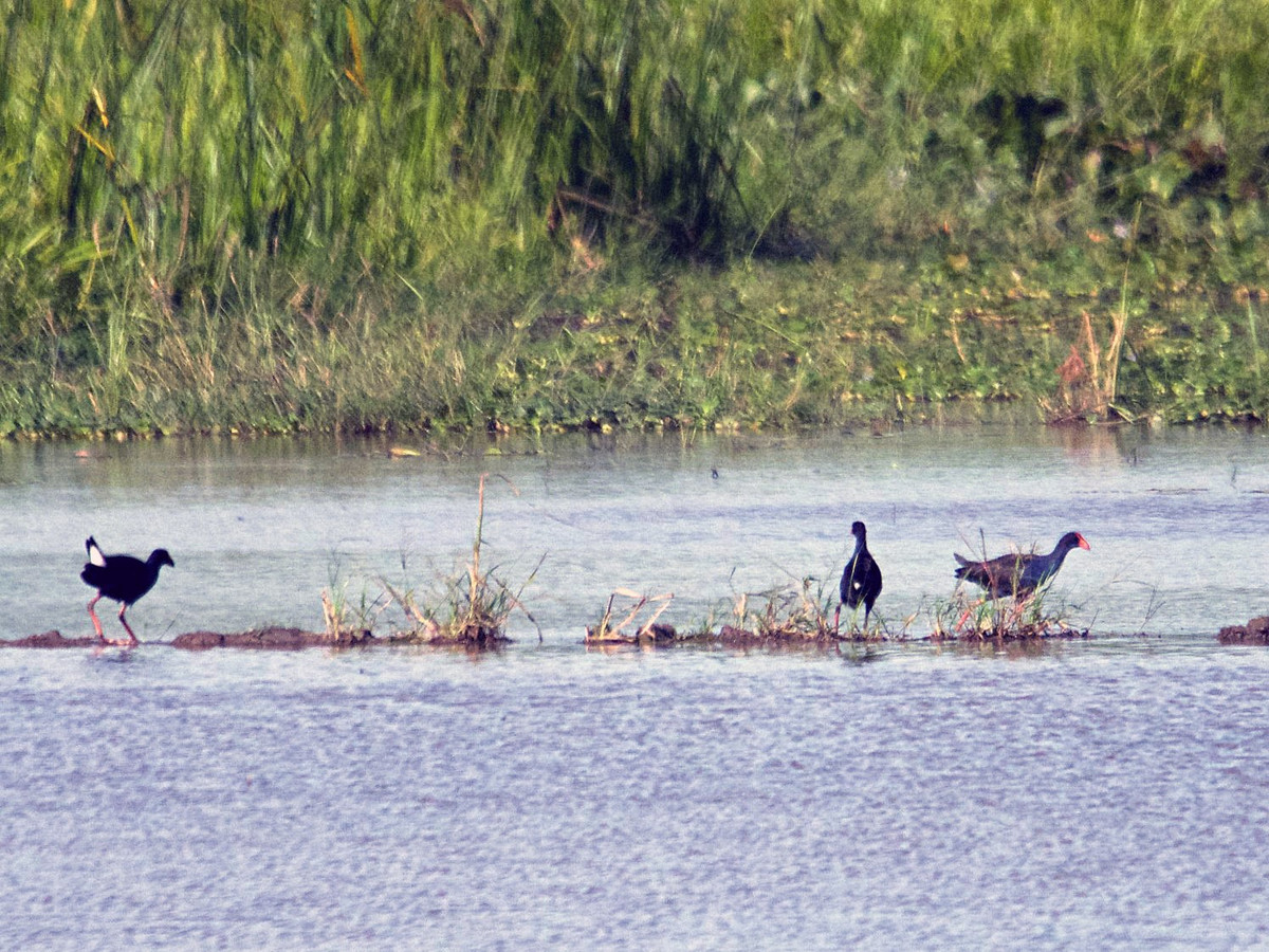 Chúng thường đi theo đàn.