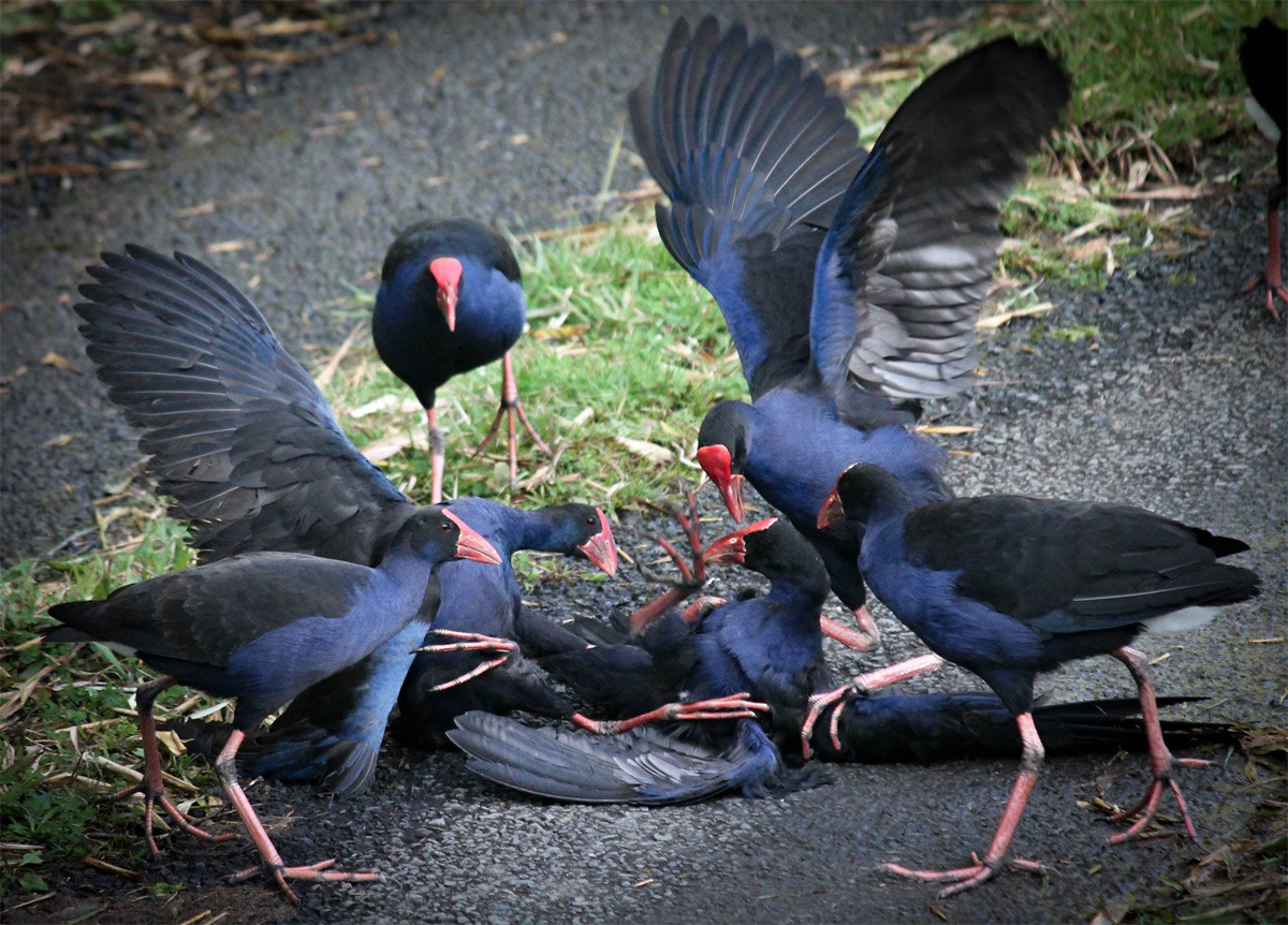 Loài chim này có tính tập thể rất cao, thường sống thành bầy đàn (“một bầy tang tình con xít”). Khi có kẻ lạ mặt xâm phạm lãnh thổ, nhất là vào mùa sinh sản, quần thể chim xít sẽ hợp lực để đánh đuổi cho bằng được.