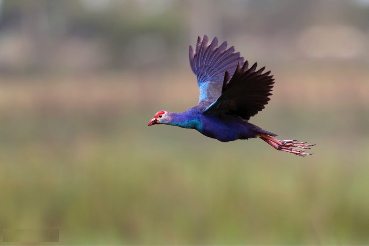 Một số hình ảnh khác về chim xít.