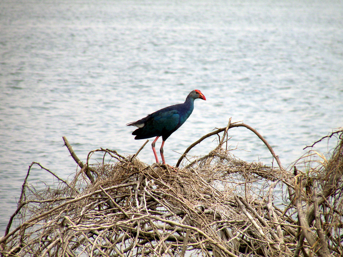 Đây là một số loài chim có hình thái bên ngoài giống nhau thuộc chi Porphyrio, họ Gà nước. Chúng định cư phổ biến ở khu vực Nam Bộ, dễ dàng bắt gặp tại các Vườn quốc gia Tràm Chim, U Minh Hạ, U Minh Thượng, Đất Mũi...