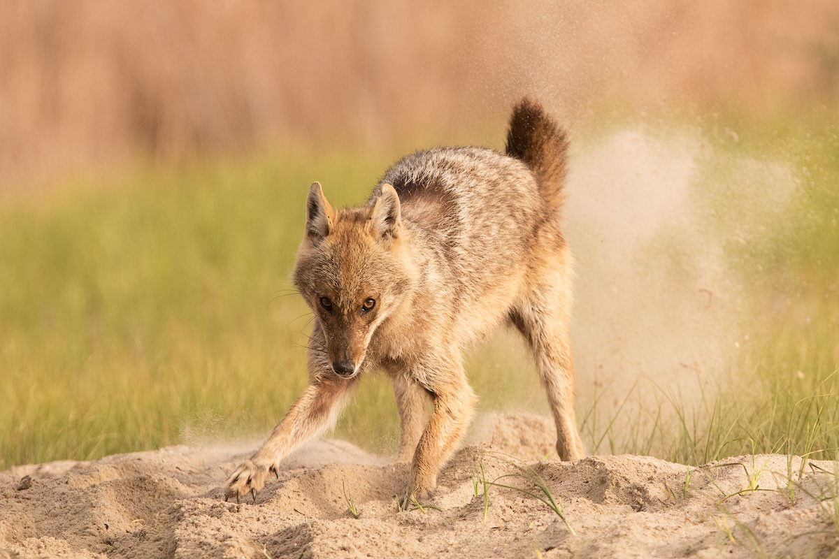 Vì sao chó rừng được coi là loài "chó nhất" trong họ nhà chó? Quan điểm này được đưa ra dựa trên các nghiên cứu di truyền học, cho thấy chó rừng là một loài chó nguyên thủy có cùng nguồn gốc với sói xám - tiền thân của chó nhà.
