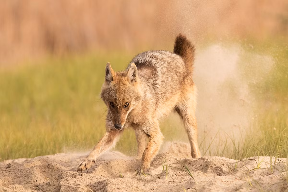 Vì sao chó rừng được coi là loài "chó nhất" trong họ nhà chó? Quan điểm này được đưa ra dựa trên các nghiên cứu di truyền học, cho thấy chó rừng là một loài chó nguyên thủy có cùng nguồn gốc với sói xám - tiền thân của chó nhà.