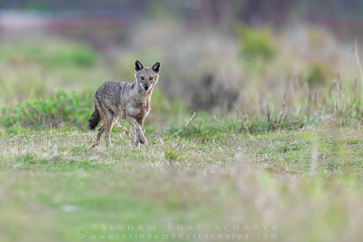 Trong Sách Đỏ UICN, chó rừng được liệt kê là loài "ít quan tâm nhất" do sự phân bố rộng rãi và mật độ cá thể cao ở những khu vực có địa hình phù hợp, nguồn thức ăn dồi dào.