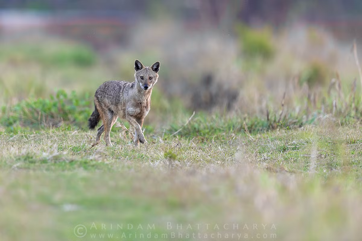 Trong Sách Đỏ UICN, chó rừng được liệt kê là loài "ít quan tâm nhất" do sự phân bố rộng rãi và mật độ cá thể cao ở những khu vực có địa hình phù hợp, nguồn thức ăn dồi dào.