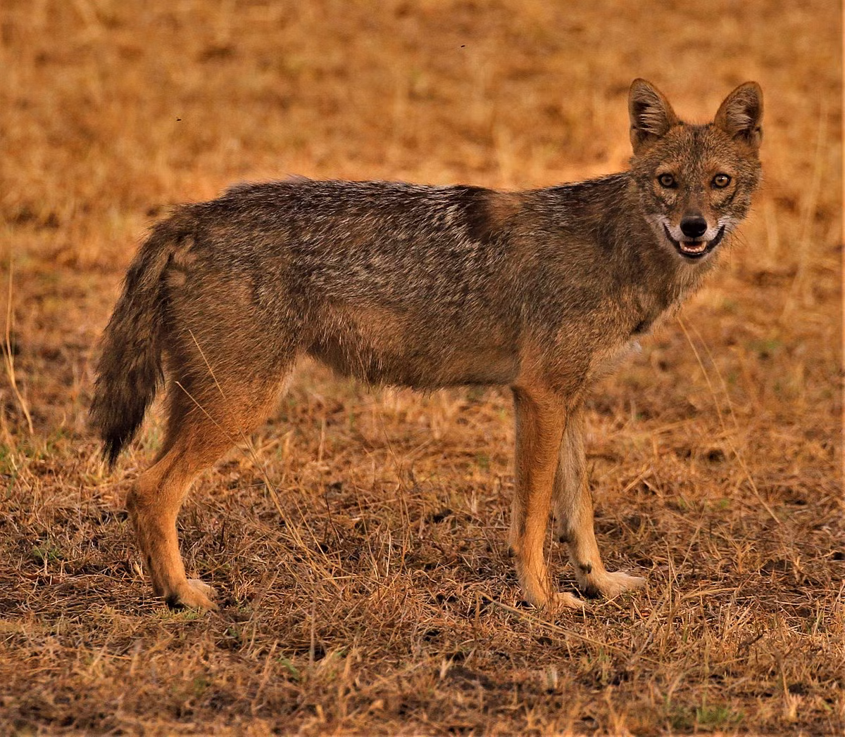 Trái với tình hình trên thế giới, ở Việt Nam sói rừng là một loài động vật quý hiếm, đang suy giảm mạnh về số lượng. Chúng chỉ còn được ghi nhận tại một số khu vực hẹp, tiêu biểu là Vườn quốc gia Chư Yang Sin thuộc tỉnh Đắk Lắk.