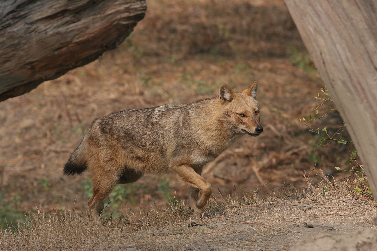 Mối liên hệ giữa chó rừng với con người nhìn chung là khá lạnh lẽo. Do thường vào các khu dân cư để săn gia súc, chúng bị con người ở nhiều nơi tiêu diệt như một loài gây hại.