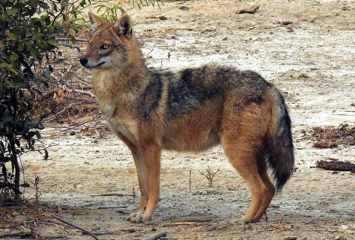 Trong mối quan hệ với sói xám, có thể coi chó rừng là bậc "tiền bối". Do sự tương đồng về di truyền, chó rừng chó thể giao phối với sói xám trong tự nhiên để cho ra những con lai có khả năng sinh sản.