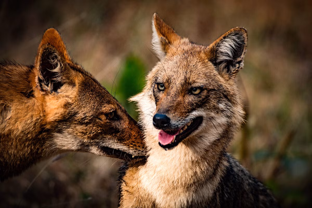 Chó rừng có khả năng đánh hơi, nhận biết những mùi lạ rất tốt. Là một loài rất khôn ngoan, nhanh nhẹn và cảnh giác với con người, rất khó để quan sát và tiếp cận chúng trong tự nhiên.