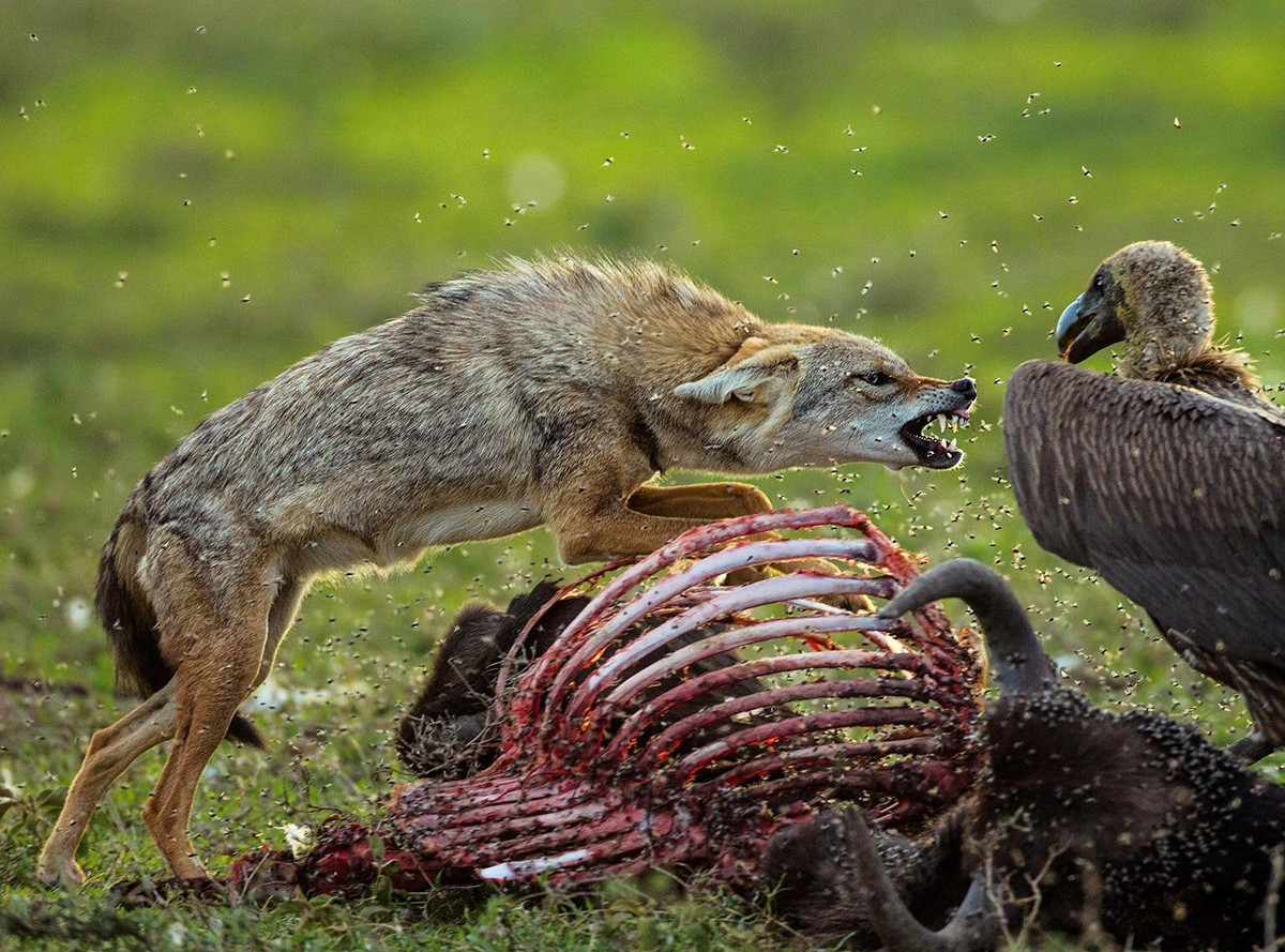 Đôi khi chó rừng kết hợp săn mồi hoặc tận dụng thức ăn từ các loài chó hoang dã khác như sói lửa, sói Ấn Độ. Một số con chó rừng đơn độc có thói quen bám theo một con hổ để tận dụng những gì còn sót sau mỗi cuộc săn mồi của con mèo lớn này.