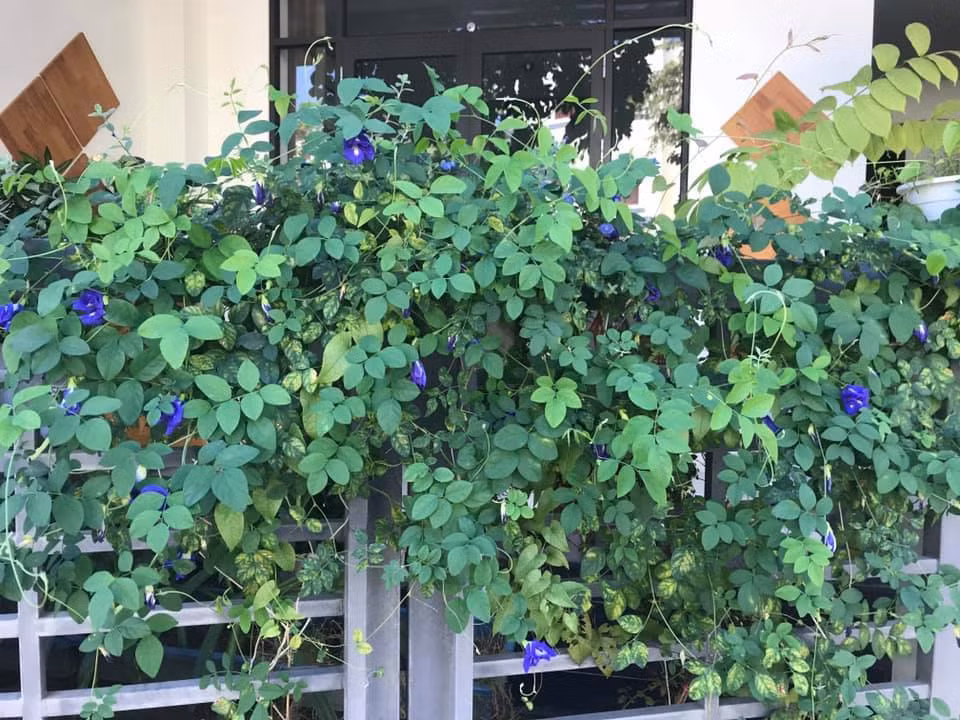 Không gian sống ngập tràn cây xanh của MC Bạch Dương.