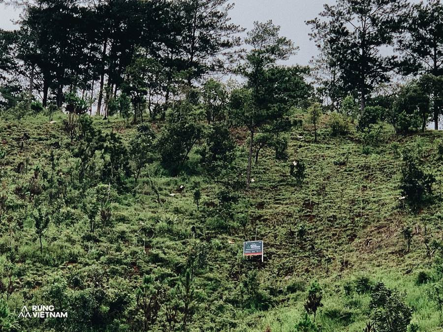 Ha Anh Tuan trong 1.800 cay rung o Lam Dong, Da Nang-Hinh-4