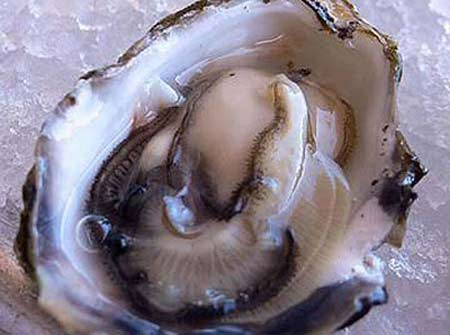 Bên trong vỏ hàu.