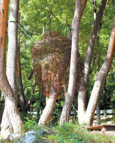 Hình Phật Heoheo tại khoảng sân gần chùa Haein. Ảnh: KG