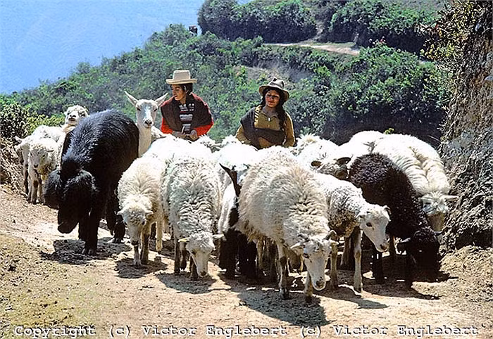 "Những chiến binh của mây", như cách mà người Chachapoya tự gọi bản thân mình đã chiến đấu quyết liệt nhưng không thể chống lại được cuộc xâm lăng của những người láng giềng đang ở thời kỳ đỉnh cao của sức mạnh và tham vọng.