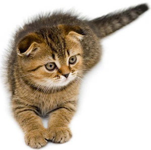 Rất có thể, bạn sẽ thu được những khoản lợi nhuận khổng lồ trong tháng. Tuy nhiên, trong sinh hoạt thường ngày, tuổi Mão nên tỉnh táo hơn để cân đối thu – chi sao cho hợp lý.