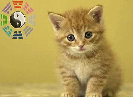 Tháng này, tuổi Mão hành sự chuyên tâm, kiên trì chủ trương đầu tư của mình và không bị tác động bởi ngoại cảnh.