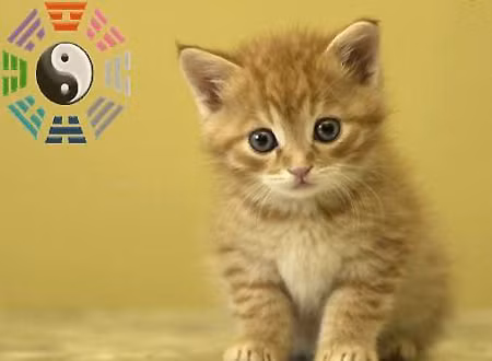 Tháng này, tuổi Mão hành sự chuyên tâm, kiên trì chủ trương đầu tư của mình và không bị tác động bởi ngoại cảnh.