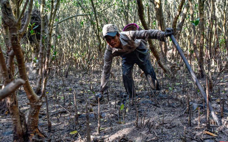 Tuy cá nhệch rất khó săn bắt nhưng giá bán lại cực kì cao.