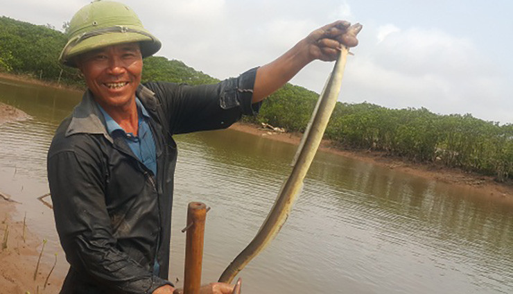 Một thợ săn nhệch lành nghề một ngày có thể kiếm được từ 1-2 kg cá nhệch, nếu may mắn có thể săn được 3kg cá nhệch