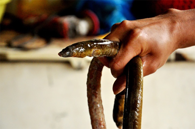 Sau khi đánh bắt, thương lái và nhà hàng thu mua tận nơi với giá 350.000-450.000 đồng/kg