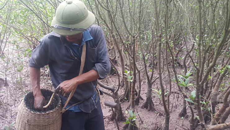 Để bắt được cá nhệch phải dùng những chiếc xiên cá ba răng to và chắc khỏe để đâm