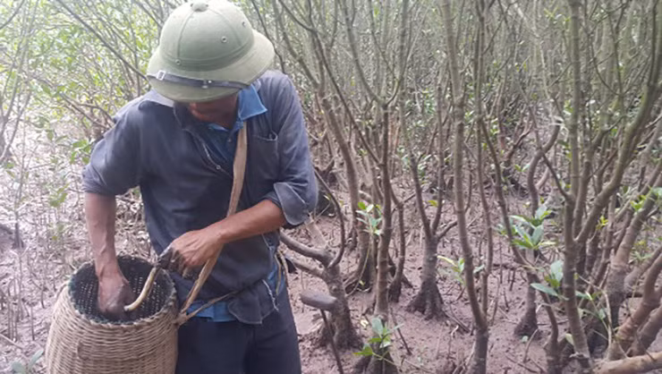 Để bắt được cá nhệch phải dùng những chiếc xiên cá ba răng to và chắc khỏe để đâm