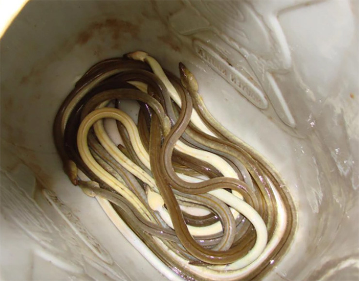 Cá nhệch sống được trong cả môi trường nước ngọt, nước lợ và nước mặn.