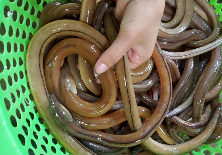 Chúng thường sống ở dưới sâu đáy bùn ở các đầm phá ven bờ biển, hay vùng cửa sông sát biển nên rất khó bắt