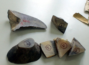 Sừng tê giác bị bắt giữ ở Việt Nam