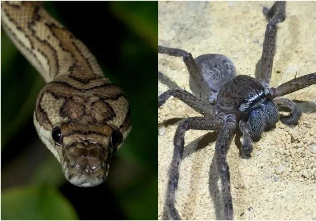 Rung minh tran va nhen khong lo dot nhap phong ngu-Hinh-2