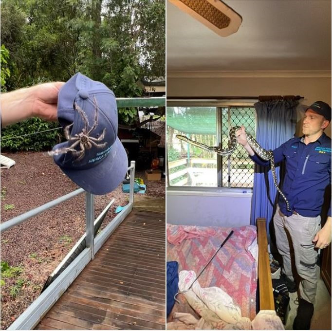 Rung minh tran va nhen khong lo dot nhap phong ngu