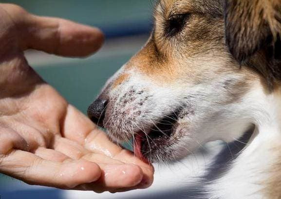 Con cho liem tay cua ban, hoa ra no dang noi dieu nay-Hinh-2