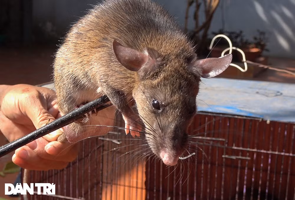 Vuot nui da san dan chuot khong lo... chuyen la ngay Ha Noi-Hinh-2