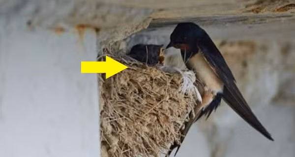 5 diem lanh bat ngo xuat hien: Gia chu nam moi kham kha