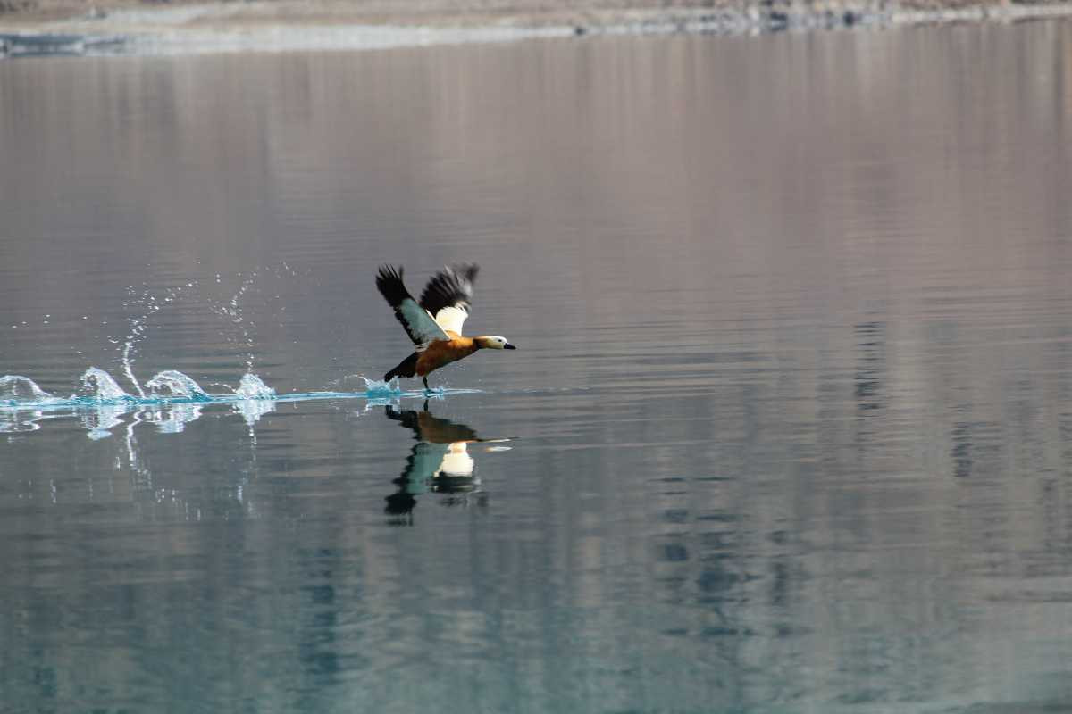  7. Sinh cảnh phong phú. Hồ là điểm dừng chân của nhiều loài chim di cư quý hiếm như bồ nông Dalmatian và vịt đầu dẹp. Ảnh: Holidify.com.