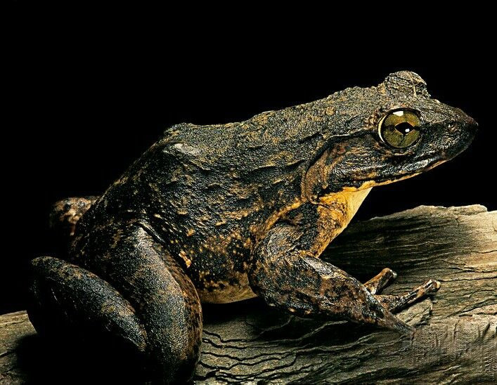  7. Chúng có vòng đời dài bất thường. Ếch Goliath có thể sống từ 10 đến 15 năm trong tự nhiên và lâu hơn khi nuôi nhốt, một con số khá cao đối với các loài lưỡng cư. Ảnh: Pinterest.