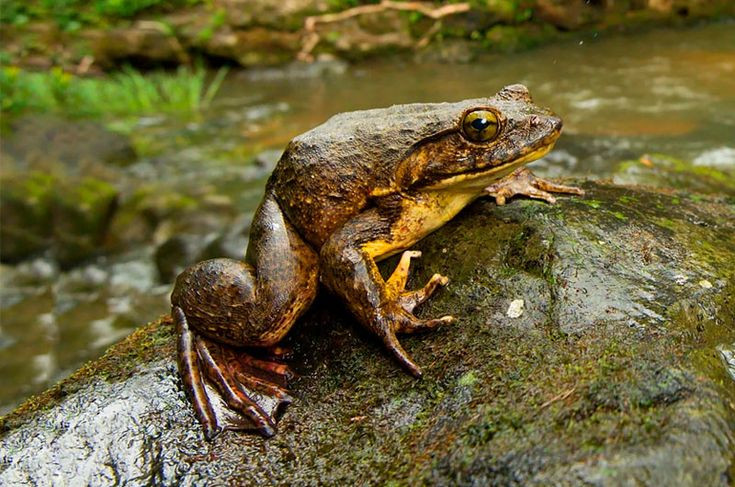  8. Chúng đang bị đe dọa tuyệt chủng. Do mất môi trường sống và săn bắt quá mức, số lượng ếch Goliath đã giảm đáng kể, khiến chúng trở thành loài đang bị đe dọa. Ảnh: Pinterest.