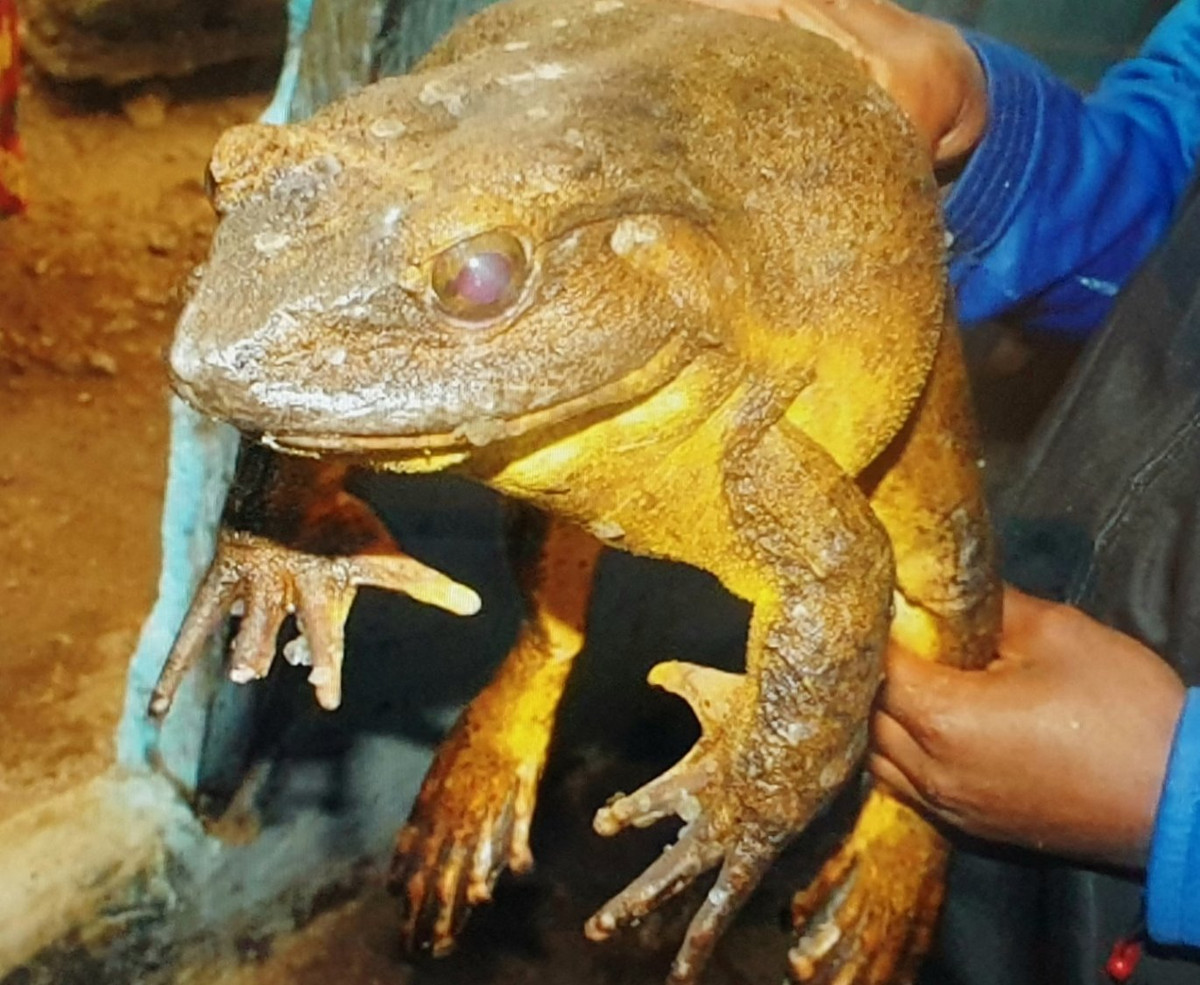  5. Chúng có khả năng xây tổ. Ếch Goliath tạo ra những chiếc tổ đá dưới nước để bảo vệ trứng khỏi dòng chảy mạnh và động vật ăn thịt. Ảnh: Jigidi.