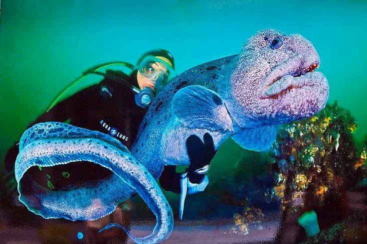  6. Màu sắc thay đổi theo độ tuổi. Lươn sói con thường có màu cam sáng hoặc nâu đỏ, trong khi lươn sói trưởng thành có màu xám xanh hoặc nâu đậm để dễ dàng ngụy trang dưới đáy biển. Ảnh: Pinterest.