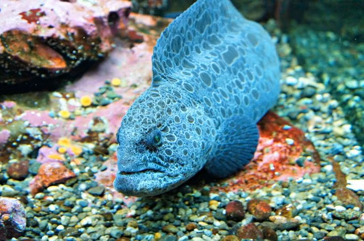  7. Quan hệ một vợ một chồng. Lươn sói là một trong số ít loài cá có tập tính ghép đôi lâu dài. Chúng thường chung sống với bạn đời trong nhiều năm và cùng nhau bảo vệ trứng trong mùa sinh sản. Ảnh: Pinterest.