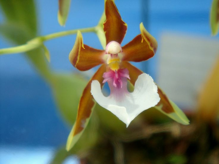  6. Hoa có thể nở kéo dài nhiều tuần. Một cây lan vũ nữ khỏe mạnh có thể nở hoa kéo dài từ 4 đến 8 tuần, mang lại vẻ đẹp lâu bền cho không gian. Ảnh: Pinterest.