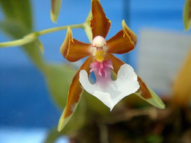  6. Hoa có thể nở kéo dài nhiều tuần. Một cây lan vũ nữ khỏe mạnh có thể nở hoa kéo dài từ 4 đến 8 tuần, mang lại vẻ đẹp lâu bền cho không gian. Ảnh: Pinterest.