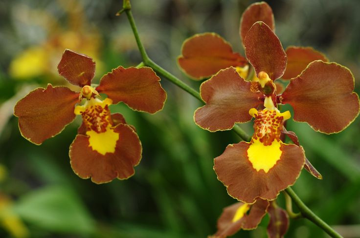  2. Có hơn 300 loài. Lan vũ nữ thuộc chi Oncidium với hơn 300 loài khác nhau, phân bố rộng rãi từ Trung Mỹ, Nam Mỹ đến vùng Caribbean. Ảnh: Pinterest.