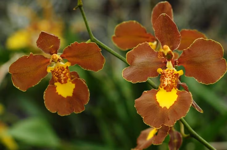  2. Có hơn 300 loài. Lan vũ nữ thuộc chi Oncidium với hơn 300 loài khác nhau, phân bố rộng rãi từ Trung Mỹ, Nam Mỹ đến vùng Caribbean. Ảnh: Pinterest.