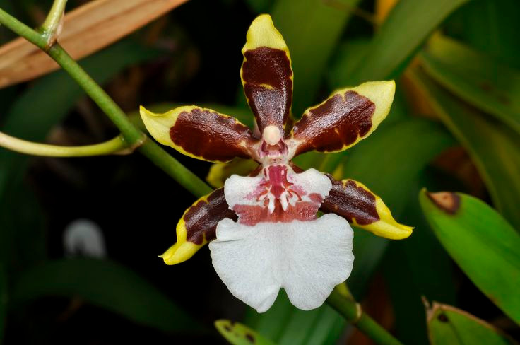  1. Tên gọi xuất phát từ hình dáng hoa. Hoa lan vũ nữ có cánh hoa xòe rộng, phần môi hoa uốn lượn như chiếc váy của một vũ công đang nhảy múa, tạo nên vẻ đẹp độc đáo. Ảnh: Pinterest.
