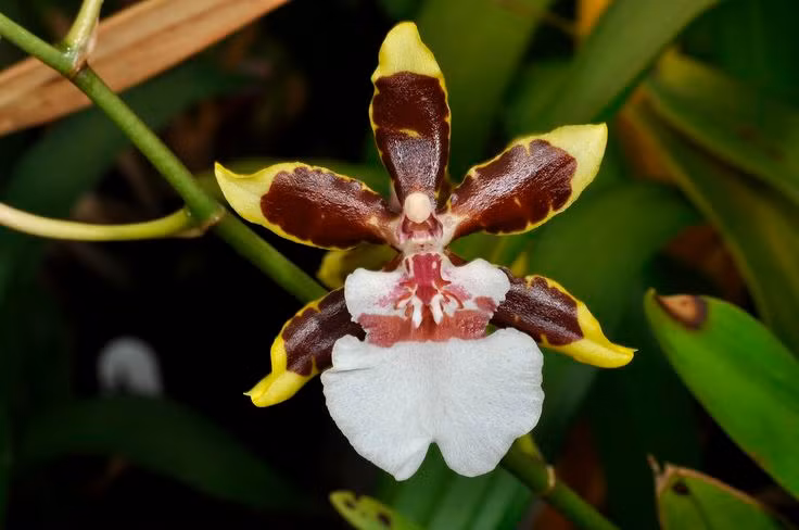  1. Tên gọi xuất phát từ hình dáng hoa. Hoa lan vũ nữ có cánh hoa xòe rộng, phần môi hoa uốn lượn như chiếc váy của một vũ công đang nhảy múa, tạo nên vẻ đẹp độc đáo. Ảnh: Pinterest.