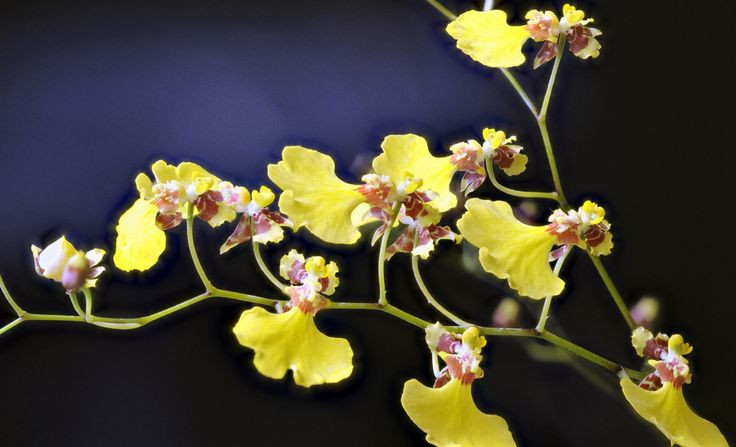  4. Chúng có mùi hương dễ chịu. Một số giống lan vũ nữ có mùi hương nhẹ nhàng, dễ chịu, thậm chí có loại mang hương thơm giống như sô-cô-la hoặc vani. Ảnh: Pinterest.