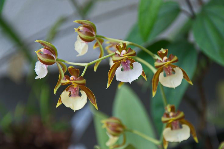  5. Chúng có khả năng thích nghi cao. Lan vũ nữ có thể phát triển tốt ở nhiều điều kiện môi trường khác nhau, từ rừng mưa nhiệt đới đến vùng khô hạn hơn, miễn là có đủ độ ẩm và ánh sáng. Ảnh: Pinterest.