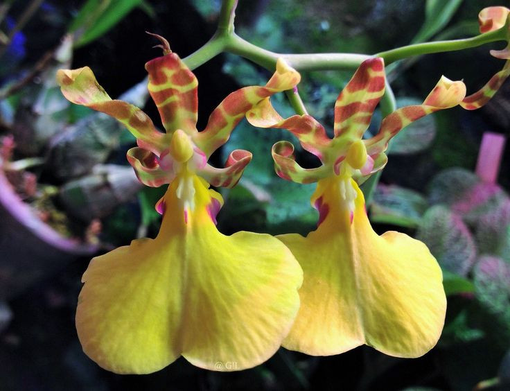  8. Biểu tượng của sự duyên dáng và may mắn. Trong văn hóa nhiều nước, lan vũ nữ tượng trưng cho sự duyên dáng, niềm vui và may mắn, là lựa chọn phổ biến trong các dịp quan trọng. Ảnh: Pinterest.